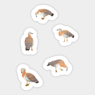 Hand painted ducks stickers Sticker